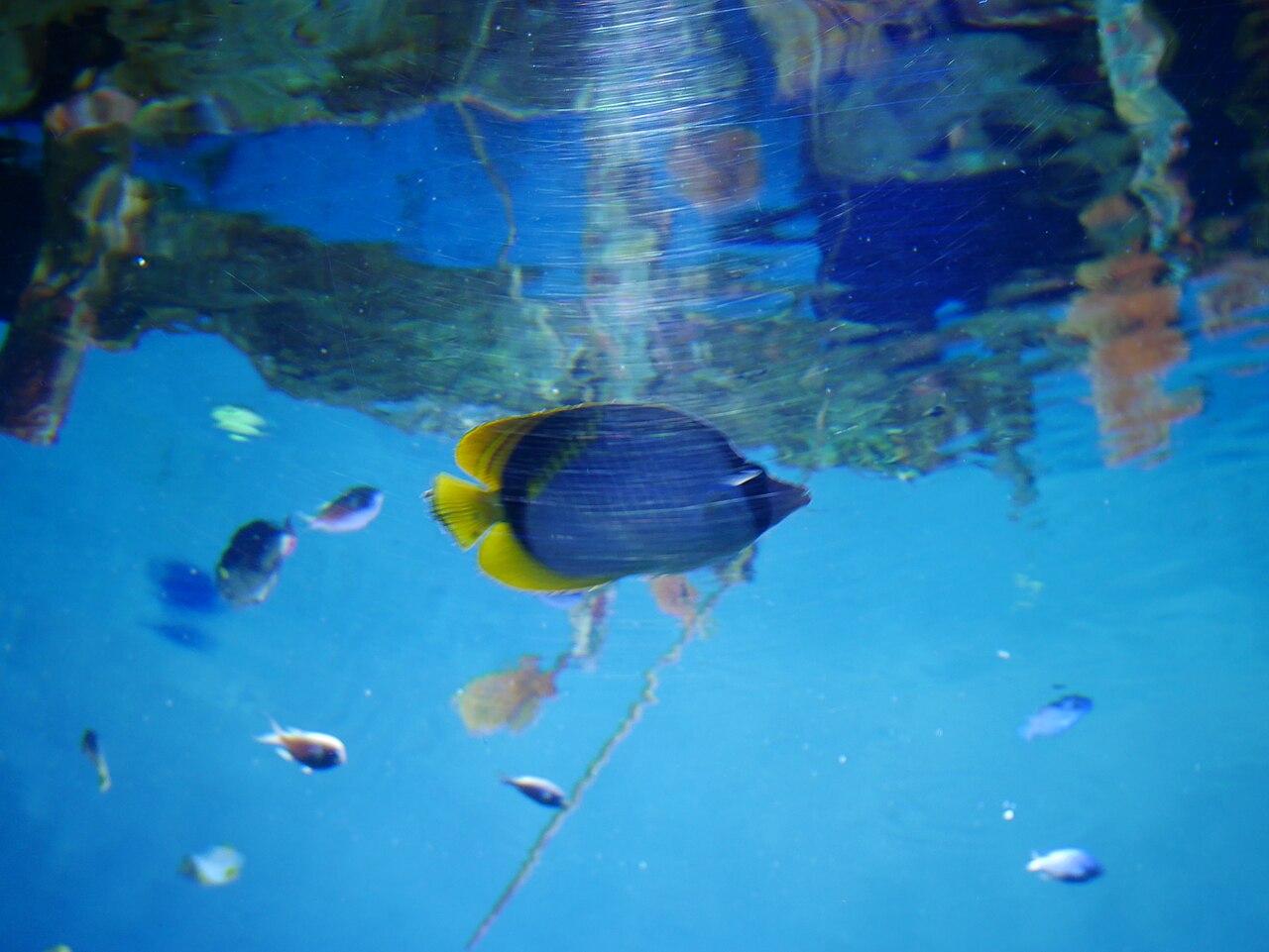 SEA LIFE Bangkok Ocean World