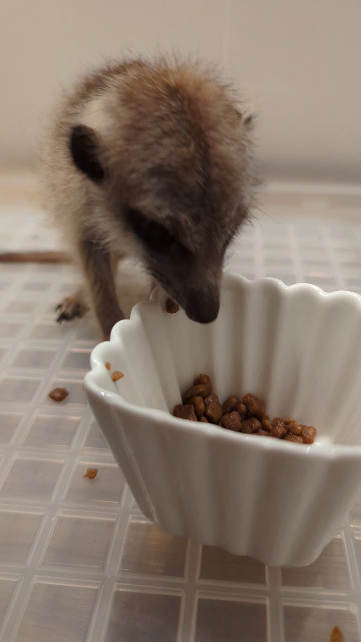 Meerkat Café googoo